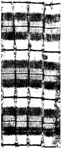 Иллюстрация к книге — Лестница жизни. Десять великих изобретений эволюции [img_17.jpg]