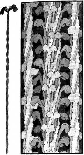 Иллюстрация к книге — Лестница жизни. Десять великих изобретений эволюции [img_18.jpg]