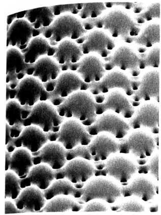 Иллюстрация к книге — Лестница жизни. Десять великих изобретений эволюции [img_24.jpg]