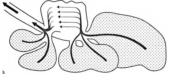 Иллюстрация к книге — Лестница жизни. Десять великих изобретений эволюции [img_28.jpg]