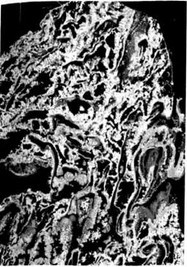 Иллюстрация к книге — Лестница жизни. Десять великих изобретений эволюции [img_3.jpg]