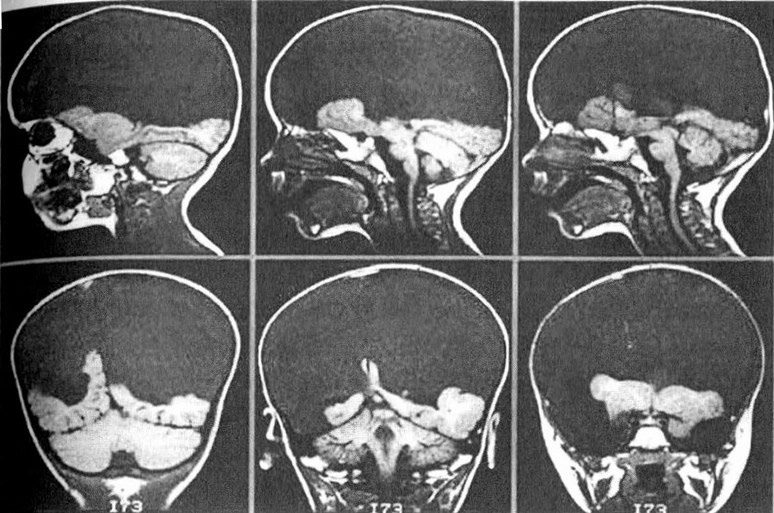 Иллюстрация к книге — Лестница жизни. Десять великих изобретений эволюции [img_30.jpg]