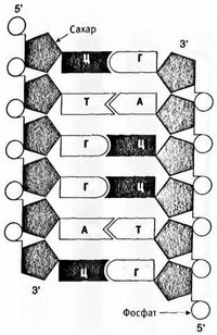 Иллюстрация к книге — Лестница жизни. Десять великих изобретений эволюции [img_4.jpg]