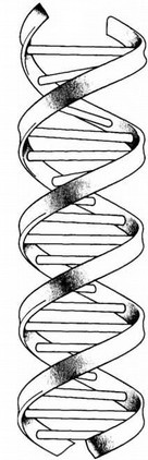 Иллюстрация к книге — Лестница жизни. Десять великих изобретений эволюции [img_5.jpg]