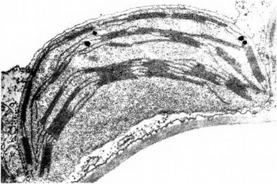 Иллюстрация к книге — Лестница жизни. Десять великих изобретений эволюции [img_7.jpg]