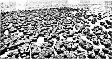 Иллюстрация к книге — Лестница жизни. Десять великих изобретений эволюции [img_8.jpg]