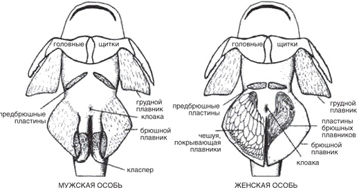 Иллюстрация к книге — Утки тоже делают «это». Путешествие во времени к истокам сексуальности [i_003.jpg]