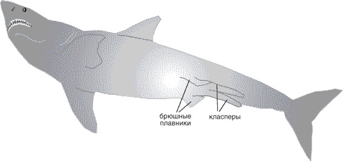 Иллюстрация к книге — Утки тоже делают «это». Путешествие во времени к истокам сексуальности [i_004.jpg]