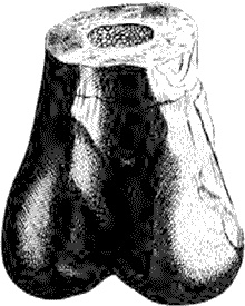 Иллюстрация к книге — Утки тоже делают «это». Путешествие во времени к истокам сексуальности [i_007.jpg]