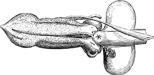 Иллюстрация к книге — Утки тоже делают «это». Путешествие во времени к истокам сексуальности [i_008.jpg]