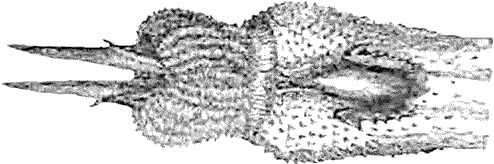 Иллюстрация к книге — Утки тоже делают «это». Путешествие во времени к истокам сексуальности [i_009.jpg]