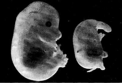 Иллюстрация к книге — Мутанты [i_016.jpg]