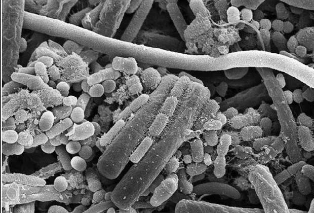 Иллюстрация к книге — Удивительная генетика [i_029.jpg]