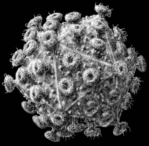 Иллюстрация к книге — Удивительная генетика [i_031.jpg]