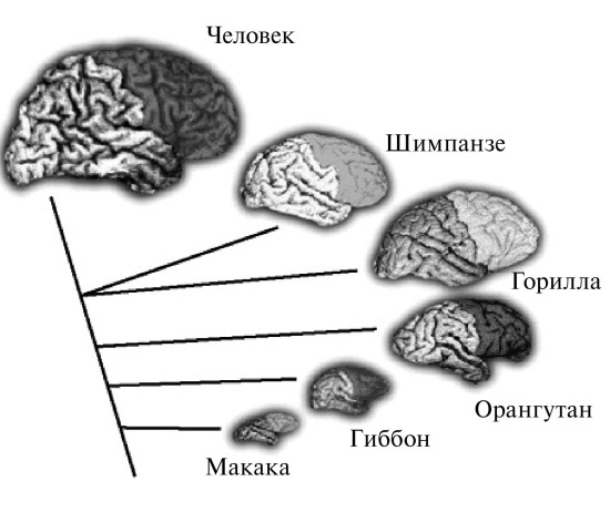 Иллюстрация к книге — Удивительная генетика [i_057.jpg]