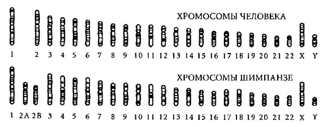 Иллюстрация к книге — Удивительная генетика [i_059.jpg]