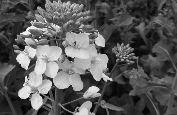 Иллюстрация к книге — Удивительная генетика [i_071.jpg]