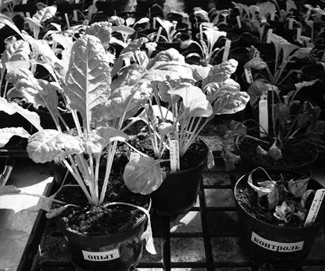 Иллюстрация к книге — Удивительная генетика [i_072.jpg]