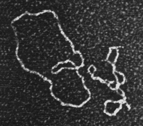 Иллюстрация к книге — Удивительная генетика [i_076.jpg]