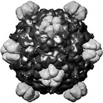 Иллюстрация к книге — Удивительная генетика [i_081.jpg]