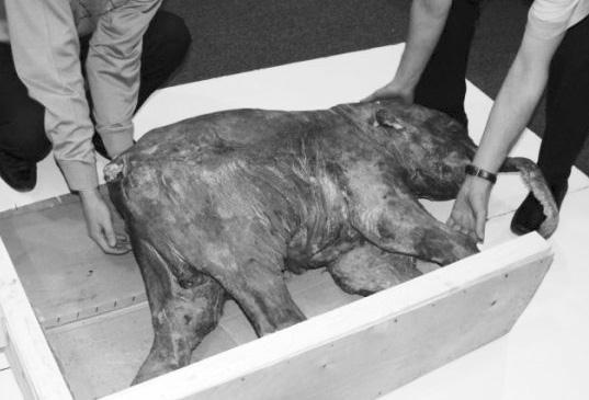 Иллюстрация к книге — Удивительная генетика [i_083.jpg]