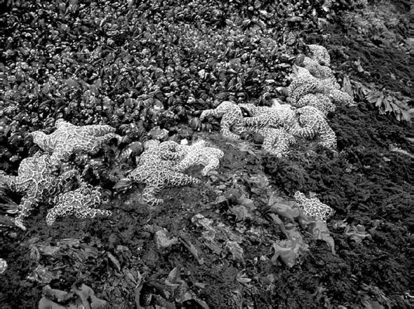 Иллюстрация к книге — Закон &quot;джунглей&quot;. В поисках формулы жизни [_31.jpg]