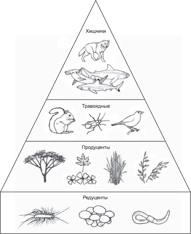 Иллюстрация к книге — Закон &quot;джунглей&quot;. В поисках формулы жизни [_32.jpg]