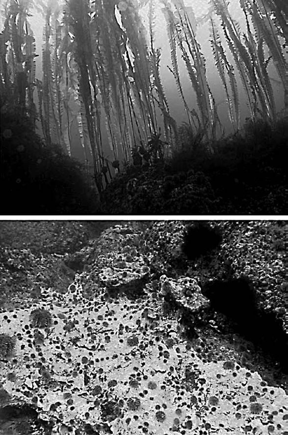 Иллюстрация к книге — Закон &quot;джунглей&quot;. В поисках формулы жизни [_35.jpg]