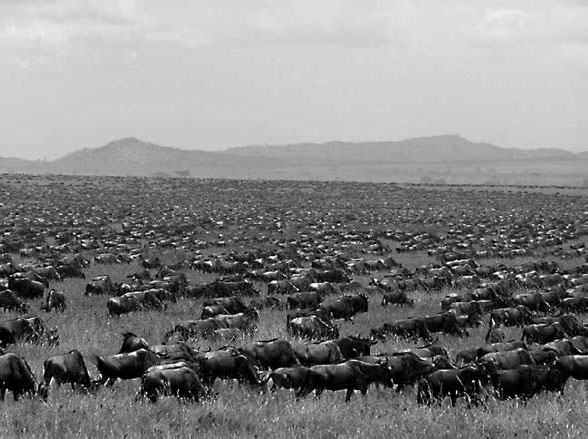 Иллюстрация к книге — Закон &quot;джунглей&quot;. В поисках формулы жизни [_39.jpg]