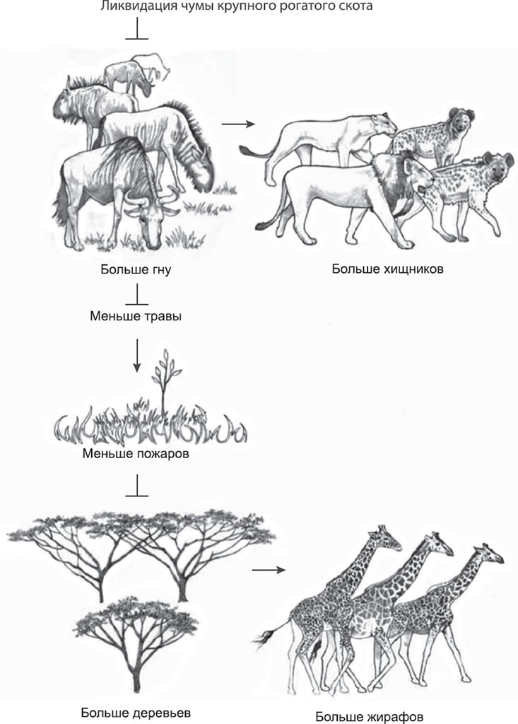 Иллюстрация к книге — Закон &quot;джунглей&quot;. В поисках формулы жизни [_42.jpg]