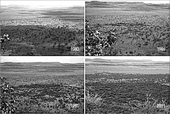 Иллюстрация к книге — Закон &quot;джунглей&quot;. В поисках формулы жизни [_43.jpg]