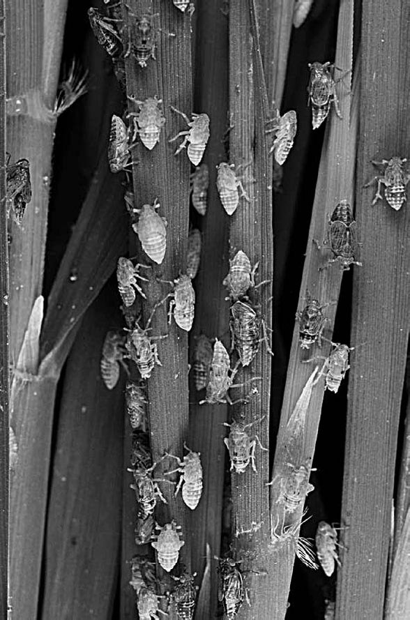 Иллюстрация к книге — Закон &quot;джунглей&quot;. В поисках формулы жизни [_50.jpg]