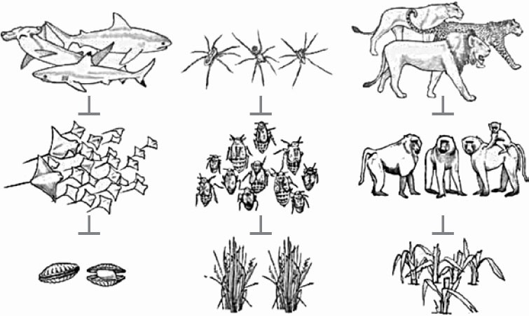 Иллюстрация к книге — Закон &quot;джунглей&quot;. В поисках формулы жизни [_52.jpg]