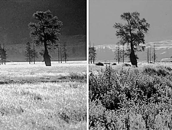 Иллюстрация к книге — Закон &quot;джунглей&quot;. В поисках формулы жизни [_56.jpg]