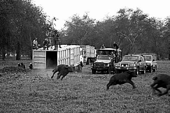 Иллюстрация к книге — Закон &quot;джунглей&quot;. В поисках формулы жизни [_60.jpg]