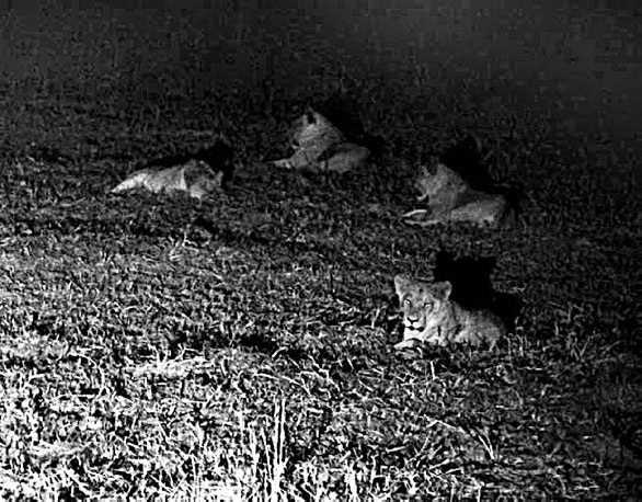 Иллюстрация к книге — Закон &quot;джунглей&quot;. В поисках формулы жизни [_62.jpg]