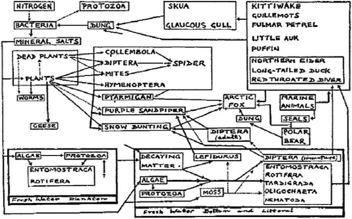 Иллюстрация к книге — Закон &quot;джунглей&quot;. В поисках формулы жизни [_9.jpg]