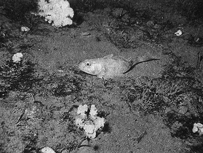 Иллюстрация к книге — Приспособиться и выжить! ДНК как летопись эволюции [i_004.jpg]