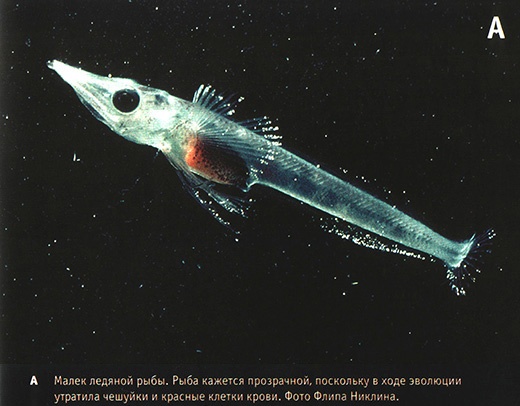 Иллюстрация к книге — Приспособиться и выжить! ДНК как летопись эволюции [i_005.jpg]