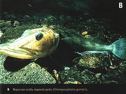 Иллюстрация к книге — Приспособиться и выжить! ДНК как летопись эволюции [i_006.jpg]