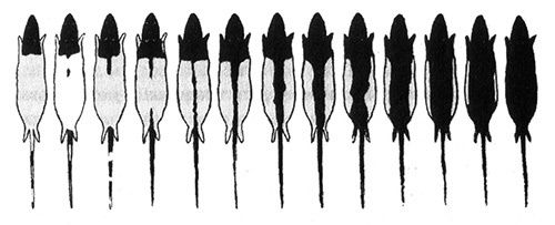 Иллюстрация к книге — Приспособиться и выжить! ДНК как летопись эволюции [i_009.jpg]