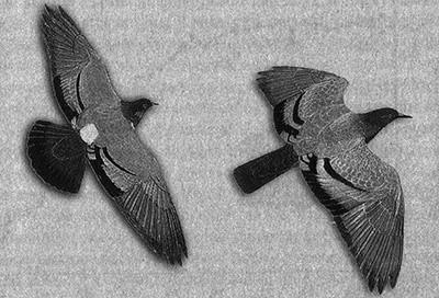 Иллюстрация к книге — Приспособиться и выжить! ДНК как летопись эволюции [i_012.jpg]