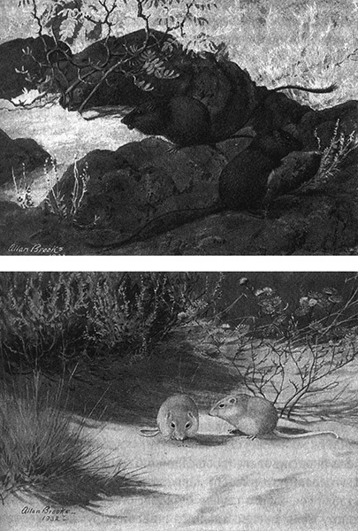 Иллюстрация к книге — Приспособиться и выжить! ДНК как летопись эволюции [i_017.jpg]