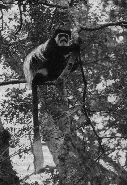 Иллюстрация к книге — Приспособиться и выжить! ДНК как летопись эволюции [i_028.jpg]