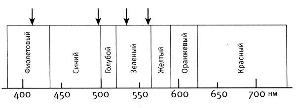 Иллюстрация к книге — Приспособиться и выжить! ДНК как летопись эволюции [i_029.jpg]