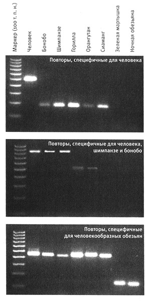 Иллюстрация к книге — Приспособиться и выжить! ДНК как летопись эволюции [i_031.jpg]