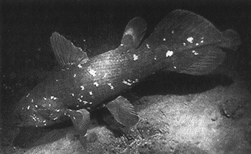 Иллюстрация к книге — Приспособиться и выжить! ДНК как летопись эволюции [i_039.jpg]