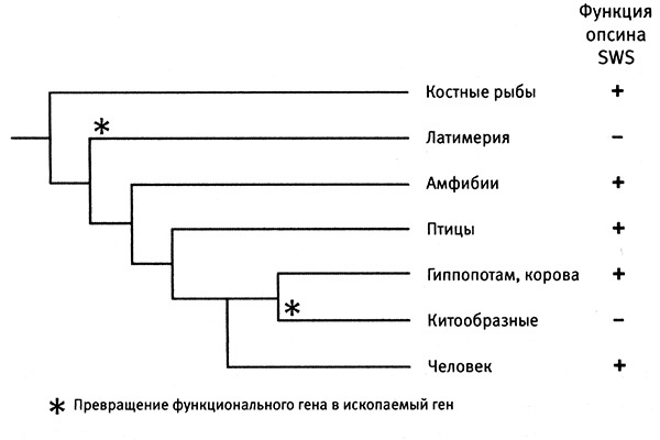 Иллюстрация к книге — Приспособиться и выжить! ДНК как летопись эволюции [i_041.jpg]