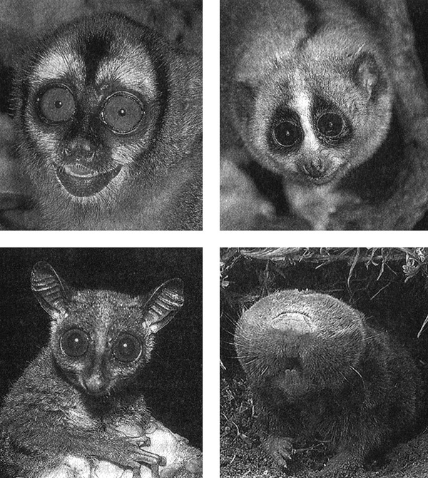 Иллюстрация к книге — Приспособиться и выжить! ДНК как летопись эволюции [i_042.jpg]