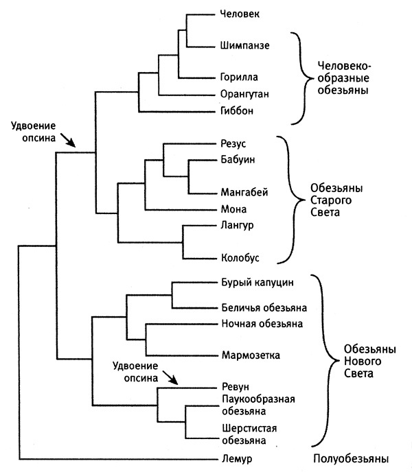 Иллюстрация к книге — Приспособиться и выжить! ДНК как летопись эволюции [i_046.jpg]